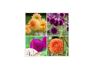 8721278900039 - Plant in a Box - Dahlien - 4er Set - Dahlia Bouqet Sunshine - Dahlienknollen - Mehrfarbig