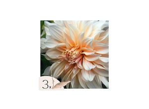 8721278900053 - Plant in a Box - Dahlien - 3er Set - Dahlia Cafe au Lait XXL - Dahlienknollen - Mehrfarbig