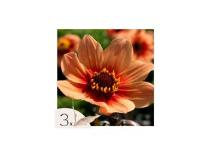 8721278900107 - Plant in a Box - Dahlien - 3er Set - Dahlia Happy Single First Love - Dahlienknollen