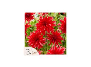 8721278900145 - Plant in a Box - Dahlien - 3er Set - Dahlia Labyrinth Red - Dahlienknollen - Rote Blüten