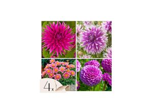 8721278900176 - Plant in a Box - Dahlien - 4er Set - Dahlia Purple Love - Dahlienknollen - Violette Blüten