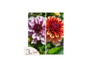 8721278900190 - Plant in a Box - Dahlien - 3er Set - Dahlia Sweet & Honey - Dahlienknollen - OranjeRosa Blüten