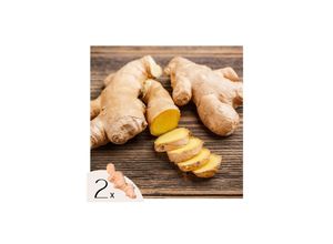 8721278900244 - Plant in a Box - Ingwer - 2 Stk - Ginger Officinale - Rhizome