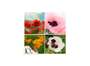 8721278900282 - Plant in a Box - Mohnblumen - 10 Stk - Papaver orientale - Rhizome