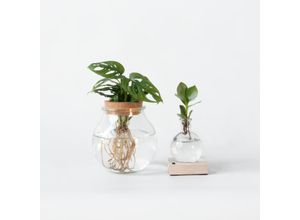 8721278900305 - Plant in a Box - Pflanzenmix im Glas - 2er Set - Clusia Monstera - Höhe 15-35cm - Topf 20cm