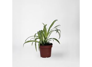 8721278900367 - Plant in a Box - Grünlilie - Chlorophytum comosum Atlantic - Höhe 25-40cm - Pot 12cm