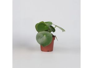 8721278900411 - Plant in a Box - Großblättrige Zierpfeffer - Peperomia Polybotrya - Höhe 20-30cm - Pot 12cm 8721278900411 - Plant in a Box - Großblättrige Zierpfeffer - Peperomia Polybotrya - Höhe 20-30cm - Pot 12cm