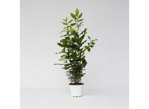 8721278900442 - Plant in a Box - Lorbeerstrauch - Laurus nobilis - Höhe 30-40cm - Pot 14cm