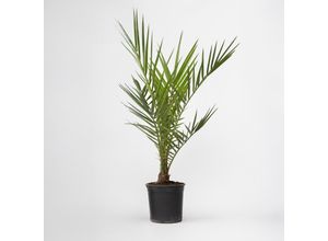 8721278900466 - Plant in a Box - Kanarische Dattelpalme - Phoenix canariensis - Höhe 50-60cm - Topf 15cm