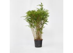 8721278900497 - Plant in a Box - Bambus - Fargesia nitida Gansu - Höhe 50-70cm - Topf 17cm