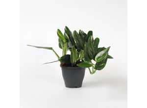 8721278900596 - Plant in a Box - Grüne Zimmerpflanze - Philodendron Cobra - Höhe 55-65 cm - Topf 19 cm