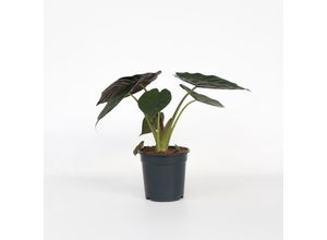 8721278900602 - Plant in a Box - Elefantenohr - Alocasia Wentii - Höhe 70-80 cm - Topf 19 cm