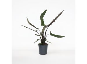 8721278900626 - Plant in a Box - Elefantenohr - Alocasia Lauterbachiana - Höhe 80-90 cm - Topf 19 cm