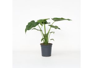 8721278900633 - Plant in a Box - Elefantenohr - Alocasia Cucullata - Höhe 70-80 cm - Topf 19cm