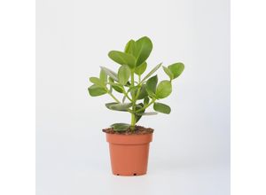 8721278900701 - Plant in a Box - Balsamapfel - Clusia rosea Princess - Topf 12cm - Höhe 25-35cm