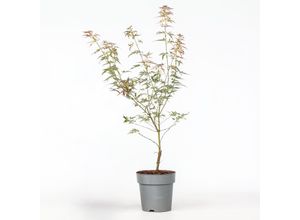 8721278900725 - Plant in a Box - Japanischer Ahorn - Acer Palmatum Taylor - Höhe 35-55cm - Topf 15cm