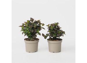 8721278900770 - Plant in a Box - Hortensie - 2 Stk - Hydrangea Dare Devil - Höhe 25-40cm - Topf 19cm