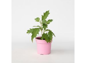 8721278900787 - Plant in a Box - Hortensie - Hydrangea paniculata Ice Crystal - Höhe 25-40cm - Topf 19cm