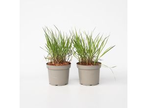 8721278900879 - Plant in a Box - Fingergras - 2 Stück - Panicum Virgatum Squaw - Höhe 40-60cm - Topf 23cm