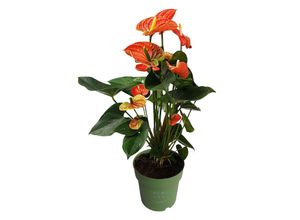 8721278900916 - Plant in a Box - Flamingoblume - Anthurium Madural Orange - Höhe 55-70cm - ø17cm