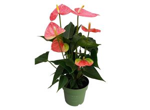 8721278900930 - Plant in a Box - Flamingoblume - Anthurium Colorado Pink - Höhe 40-55cm - ø14cm