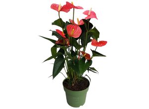 8721278900947 - Plant in a Box - Flamingoblume - Anthurium Maine Pink - Höhe 55-70cm - ø17cm