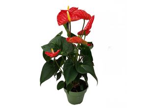 8721278900961 - Plant in a Box - Flamingoblume - Anthurium Madural Red - Höhe 40-45cm - ø14cm