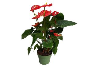 8721278900978 - Plant in a Box - Flamingoblume - Anthurium Madural Red - Höhe 55-70cm - ø17cm