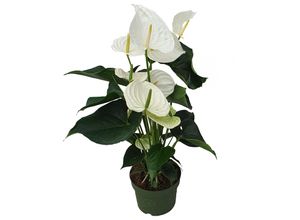 8721278900992 - Plant in a Box - Flamingoblume - Anthurium Alaska White - Höhe 55-70cm - ø17cm