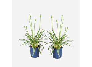 8721278901050 - Plant in a Box - Schmucklilien - 2 Stk - Agapanthus Superb White - Höhe 30-45cm - Topf 14cm 8721278901050 - Plant in a Box - Schmucklilien - 2 Stk - Agapanthus Superb White - Höhe 30-45cm - Topf 14cm