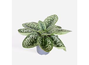 8721278901166 - Plant in a Box - Drehfrucht - Streptocarpus Pretty Turtle - Höhe 25-35cm - Topf 13cm