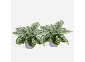 8721278901173 - Plant in a Box - Drehfrucht - 2er-Set - Streptocarpus Pretty Turtle - Höhe 25-35cm - Topf 13cm 8721278901173 - Plant in a Box - Drehfrucht - 2er-Set - Streptocarpus Pretty Turtle - Höhe 25-35cm - Topf 13cm