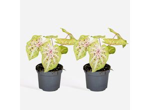 8721278901197 - Plant in a Box - Buntblatt - 2er-Set - Caladium Miss Muffet - Höhe 25-40cm - Topf 12cm 8721278901197 - Plant in a Box - Buntblatt - 2er-Set - Caladium Miss Muffet - Höhe 25-40cm - Topf 12cm