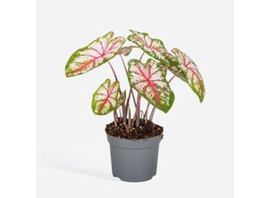 8721278901203 - Plant in a Box - Buntblatt - Caladium Tapestry - Höhe 25-35cm - Topf 13cm 8721278901203 - Plant in a Box - Buntblatt - Caladium Tapestry - Höhe 25-35cm - Topf 13cm