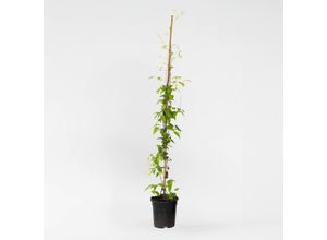 8721278901265 - Plant in a Box - Waldrebe - Clematis Hagley Hybrid - Höhe 100-120cm - Topf 17cm 8721278901265 - Plant in a Box - Waldrebe - Clematis Hagley Hybrid - Höhe 100-120cm - Topf 17cm