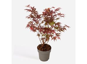8721278901302 - Plant in a Box - Japanischer Ahorn - Acer palmatum Atropurpureum - Höhe 35-55cm - Topf 15cm
