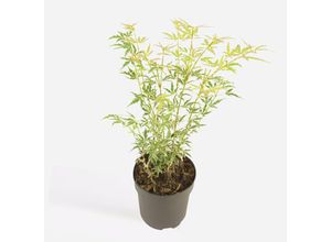 8721278901326 - Plant in a Box - Japanischer Ahorn - Acer palmatum Butterfly - Höhe 35-55cm - Topf 15cm 8721278901326 - Plant in a Box - Japanischer Ahorn - Acer palmatum Butterfly - Höhe 35-55cm - Topf 15cm