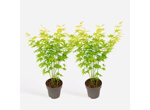 8721278901555 - Plant in a Box - Japanischer Ahorn - 2er-Set - Acer palmatum Going Green - Höhe 35-55cm - Topf 15cm 8721278901555 - Plant in a Box - Japanischer Ahorn - 2er-Set - Acer palmatum Going Green - Höhe 35-55cm - Topf 15cm
