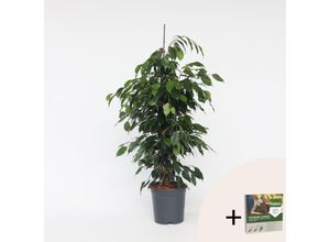 8721278901661 - Plant in a Box - Geigenpflanze - Ficus benjamina Danielle - Höhe 100-110cm - Topf 21cm 8721278901661 - Plant in a Box - Geigenpflanze - Ficus benjamina Danielle - Höhe 100-110cm - Topf 21cm