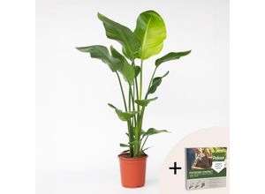 8721278901685 - Plant in a Box - Paradiesvogelblume - Strelitzie - Strelitzia nicolai - Höhe 90-110cm - Topf 21cm