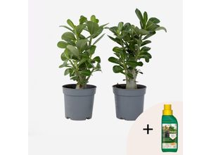 8721278901746 - Plant in a Box - Wüstenrose - 2 Stk - Adenium obesum - Höhe 25-40cm - Topf 11cm