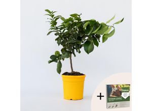 8721278901784 - Plant in a Box - Zitronenbaum - Citrus limon - Höhe 60-70cm - Topf 19cm