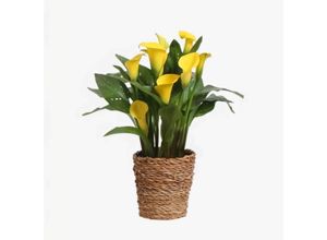 8721278901838 - Plant in a Box - Calla Ruby - Zantedeschia - Gelb - Höhe 30-40cm - Topf 12cm