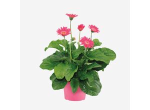 8721278901869 - Plant in a Box - Gerbera Garvinea - Rosa - Höhe 45-60cm - Topf 19cm