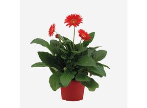 8721278901883 - Plant in a Box - Gerbera Garvinea - Rot - Höhe 45-60cm - Topf 19cm 8721278901883 - Plant in a Box - Gerbera Garvinea - Rot - Höhe 45-60cm - Topf 19cm