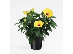8721278901951 - Plant in a Box - Gelbe Chinesische Hibiskus - Hibiscus rosa-sinensis - Höhe 40-50cm - ø17cm