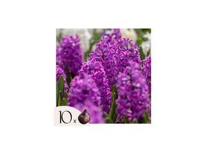 8721278902125 - Plant in a Box - Hyazinthenzwiebeln - 10er Set - Hyacinthus Purple Voice - Blumenzwiebeln 8721278902125 - Plant in a Box - Hyazinthenzwiebeln - 10er Set - Hyacinthus Purple Voice - Blumenzwiebeln