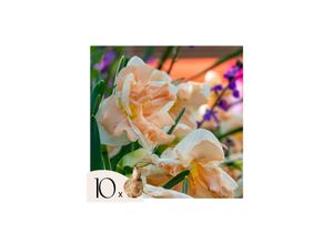 8721278902132 - Plant in a Box - Narzissen - 10er Set - Narcissus Apricot Whirl - Blumenzwiebeln - Orange 8721278902132 - Plant in a Box - Narzissen - 10er Set - Narcissus Apricot Whirl - Blumenzwiebeln - Orange