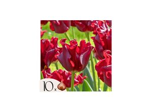 8721278902149 - Plant in a Box - Tulpenzwiebeln Red Dress - Set mit 10 Stück - Winterhart & Mehrjährig