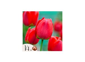8721278902156 - Plant in a Box - Tulpenzwiebeln - 14 Stk - Tulipa Red Impression - Blumenzwiebeln - Rot 8721278902156 - Plant in a Box - Tulpenzwiebeln - 14 Stk - Tulipa Red Impression - Blumenzwiebeln - Rot